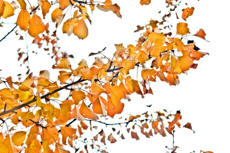 autumn leavesの写真素材