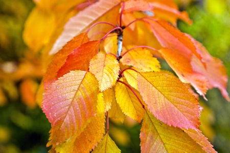 autumn leavesの写真素材