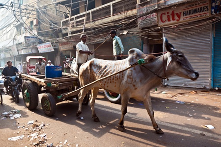 DELHI, INDIA - NOV 9: Ox cart transportation on early morning on November 08,2011 in Delhi, India. The ox chart is a  common cargo  transportation in the narrow streets of old Delhi.のeditorial素材
