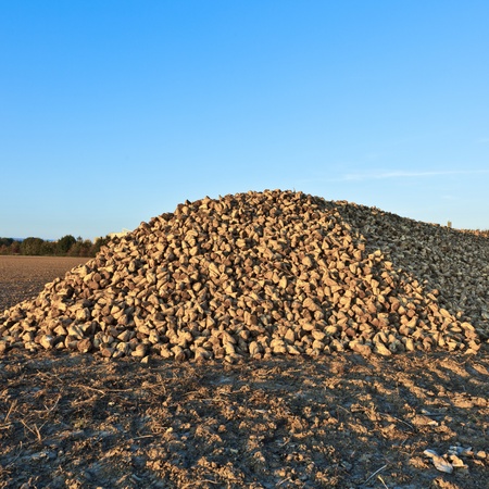 Pile of sugar beets on a farmの写真素材