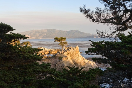 PEBBLE BEACH, USA - JULY 26: Lonely Cypress Tree standing isolated on a rock in sunset on July 26,2008 in Pebble Beach, USA.  The tree is around 250 years old and one of the  famous landmarks of California.のeditorial素材