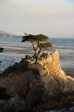 PEBBLE BEACH, USA - JULY 26: Lonely Cypress Tree standing isolated on a rock in sunset on July 26,2008 in Pebble Beach, USA.  The tree is around 250 years old and one of the  famous landmarks of California.のeditorial素材