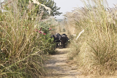 cows with traditional necklace walking along a pathの写真素材