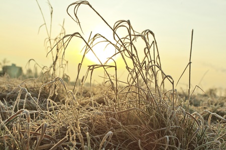 frozen grass at the meadow in Winterの写真素材