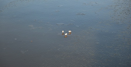 pigeons on an ice flock floating on river Mainの写真素材