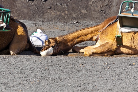 camels at Timanfaya national park wait for tourists for a guided tourの写真素材