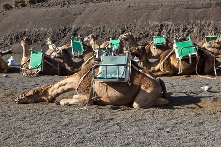 camels at Timanfaya national park wait for tourists for a guided tourの写真素材