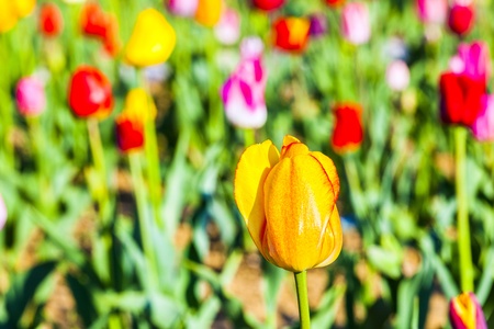 Spring field with blooming colorful tulipsの写真素材