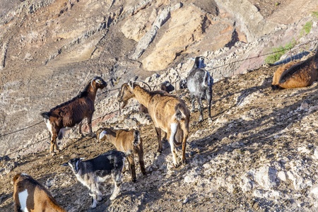 flock of goats in the mountains of a cheese diaryの写真素材