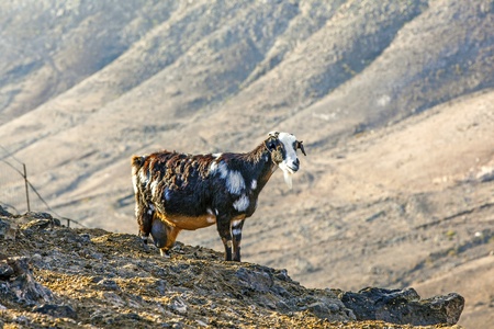 goats in the mountainsの写真素材