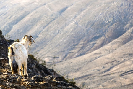 goats in the mountains
