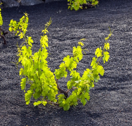 A vineyard in Lanzarote island, growing on volcanic soilの写真素材