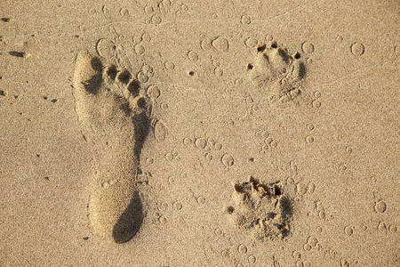 footsteps  of a dog and a man at the beachの写真素材