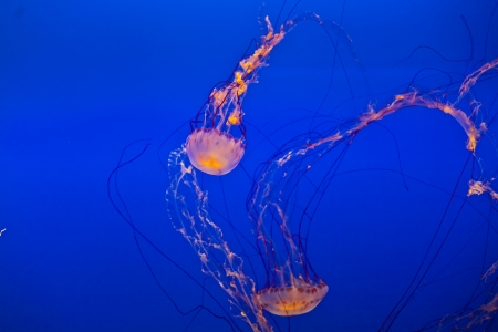 jelly fish in the blue oceanの写真素材