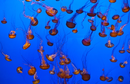 jelly fish in the blue oceanの写真素材