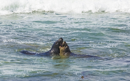 male sea lions fight in the waves of the oceanの写真素材