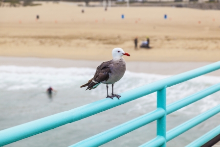 seagull sitting at the pier on the railの写真素材