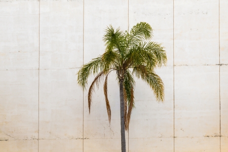 palm tree grows downtown San Diego with a wall as backgroundの写真素材