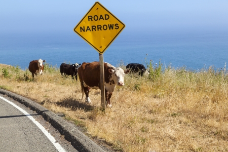 cow grazing at the meadow on the cliffs of the shoreline at the pacific oceanの写真素材