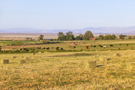 horses grazing on the green lush meadowの写真素材