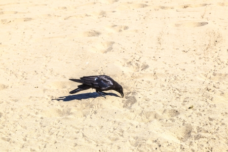 black bird walking along the sandy beach and looking for worms and other things to eat in the sandの写真素材
