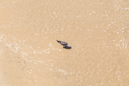 california gull walking at the beachの写真素材