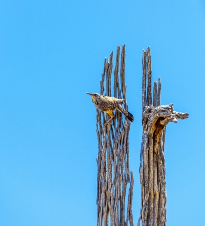 bird sitting on an old dead tree and watches the area