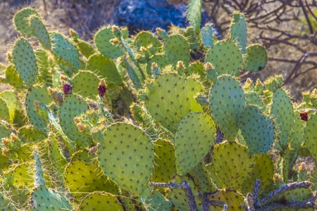 sunset with beautiful green cacti in desert landscapeの写真素材