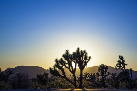 joshua trees with mountains in golden sunsetの写真素材