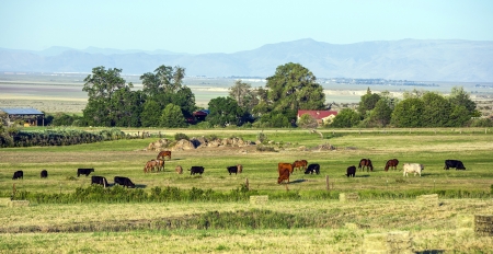 cows grazing at the meadow with green grassの写真素材
