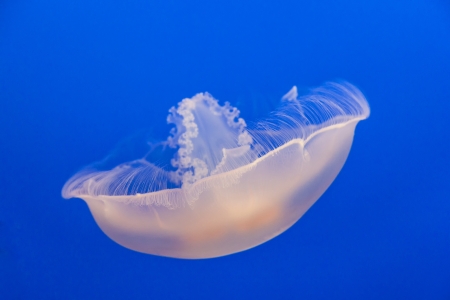 jelly fish in the blue seaの写真素材
