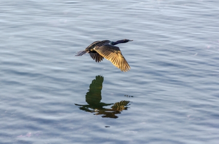 cormoran hunting and flying over the surface of the ocean
