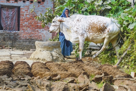 VARANASI, INDIA - OCTOBER 11: woman at her farm with cow dung cakes and her cow walking around on October 11, 2011 in Varanasi, Uttar Pradesh, India.のeditorial素材