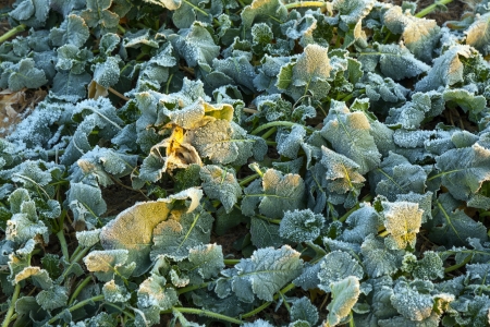 icy leaf of plant in the field in wintertimeの写真素材