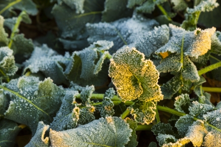 icy leaf of plant in the field in wintertimeの写真素材