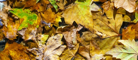 golden leaves in autumn at the streetの写真素材