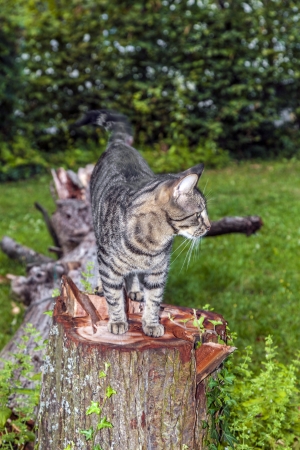 cat watching and hunting by nightの写真素材