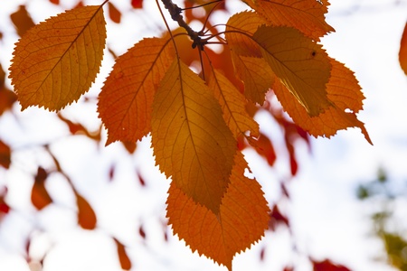 yellow orange autumn leaves lying in the faded foliage