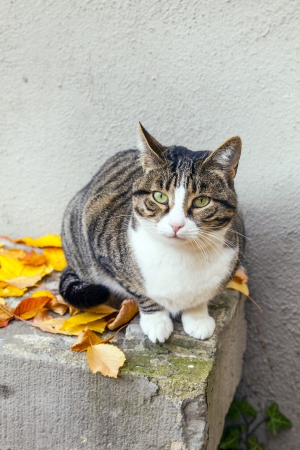 cute cat sitting and watching  the gardenの写真素材