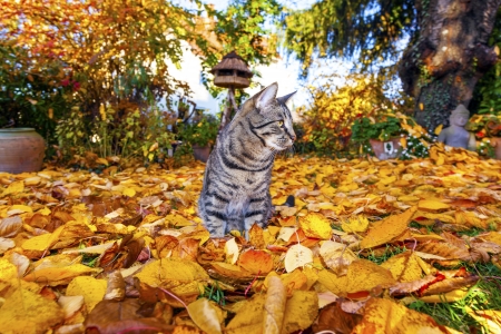 cat strolling around in the garden with foliageの写真素材