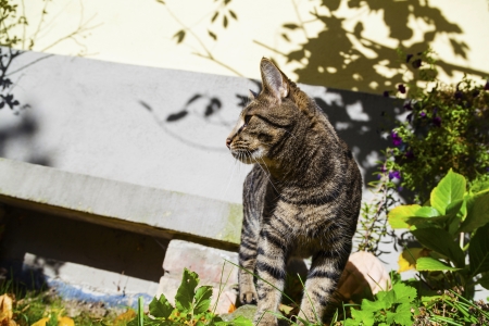 cute cat strolling in the gardenの写真素材