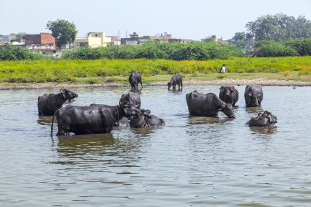 water buffalo relaxes in the lakeの写真素材
