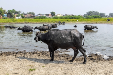 water buffalo relaxes in the lakeの写真素材