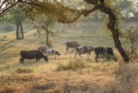 cows grazing at the meadow in morning light