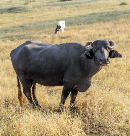 cows grazing at the meadow in morning lightの写真素材