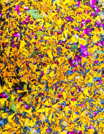 tropical flower buds floating in a basin for harmonyの写真素材