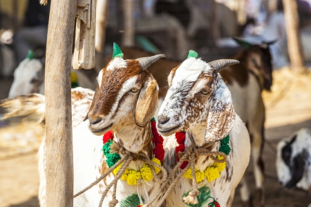 goats for selling at the bazaarの写真素材