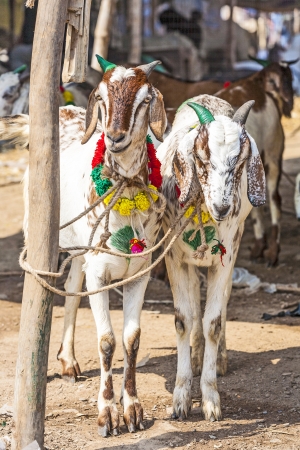goats for selling at the bazaarの写真素材