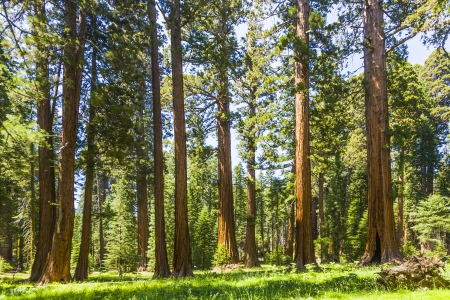 the famous big sequoia trees are standing in Sequoia National Park, Giant village area , big famous Sequoia trees, mammut treesの写真素材