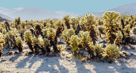 beautiful Cholla Cactus Garden in Joshua Treer national park in afternoon sun